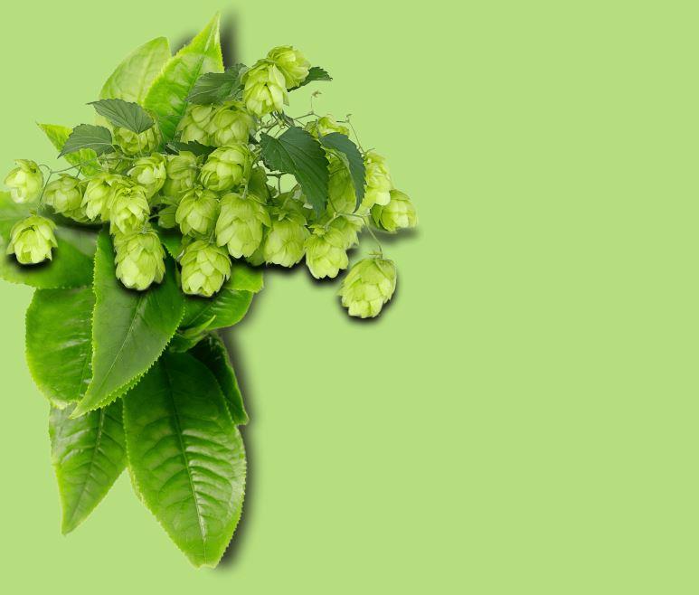 HIGHLIGHT  Deo Plus Fresh grüner Tee und Hopfen