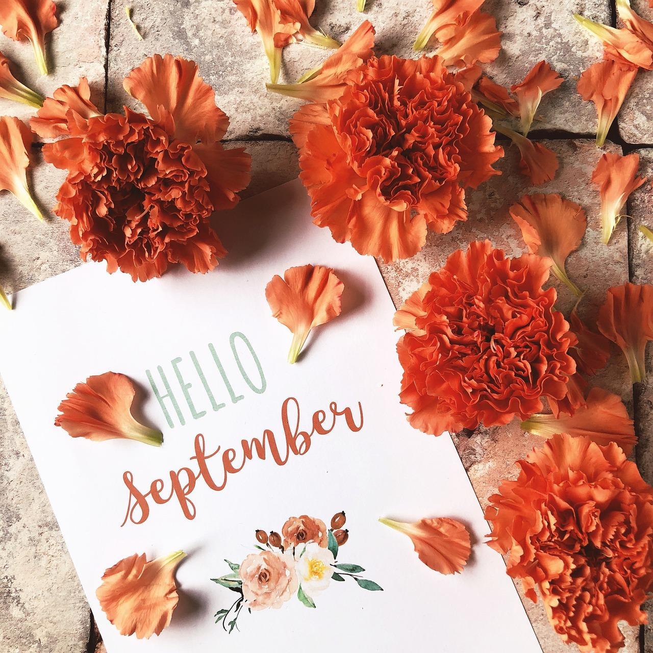 Ontdek onze  aanbiedingen voor September