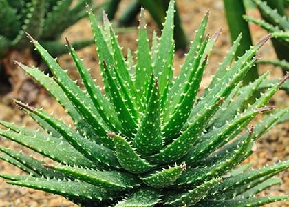 Aloe Vera - Encyclopédie des plantes