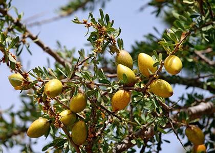 Huile d'Argan - Encyclopédie des plantes