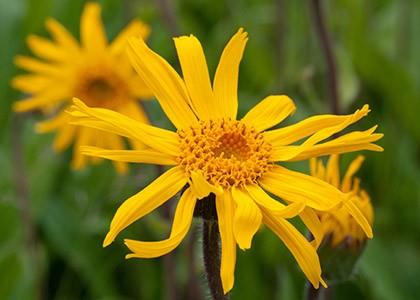 Arnica - Encyclopédie des plantes