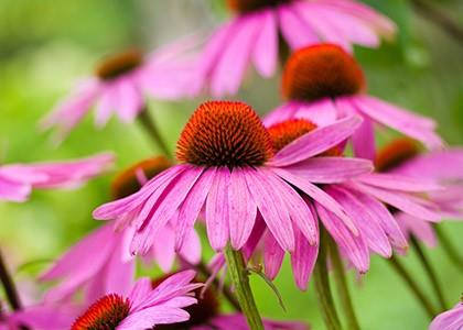 Echinacea - Kräuterlexikon