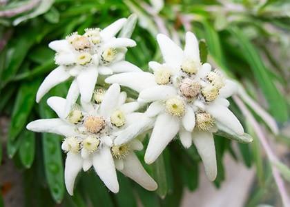 Edelweiss - Encyclopédie des plantes