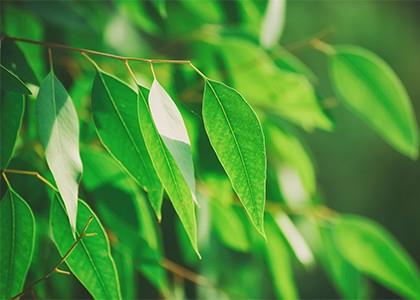 Eucalyptus - Encyclopédie des plantes