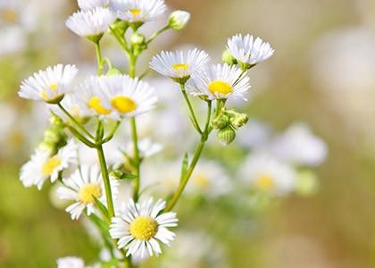 Camomille - Encyclopédie des plantes