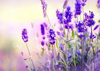 Lavendel - Kruidenencyclopedie