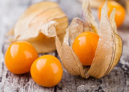 Physalis - Encyclopédie des plantes