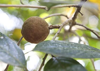 Bois de santal - Encyclopédie des plantes