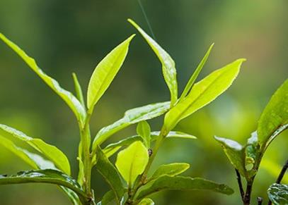 L’huile d’arbre à thé - Produits