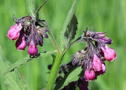 Consoude officinale - Encyclopédie des plantes